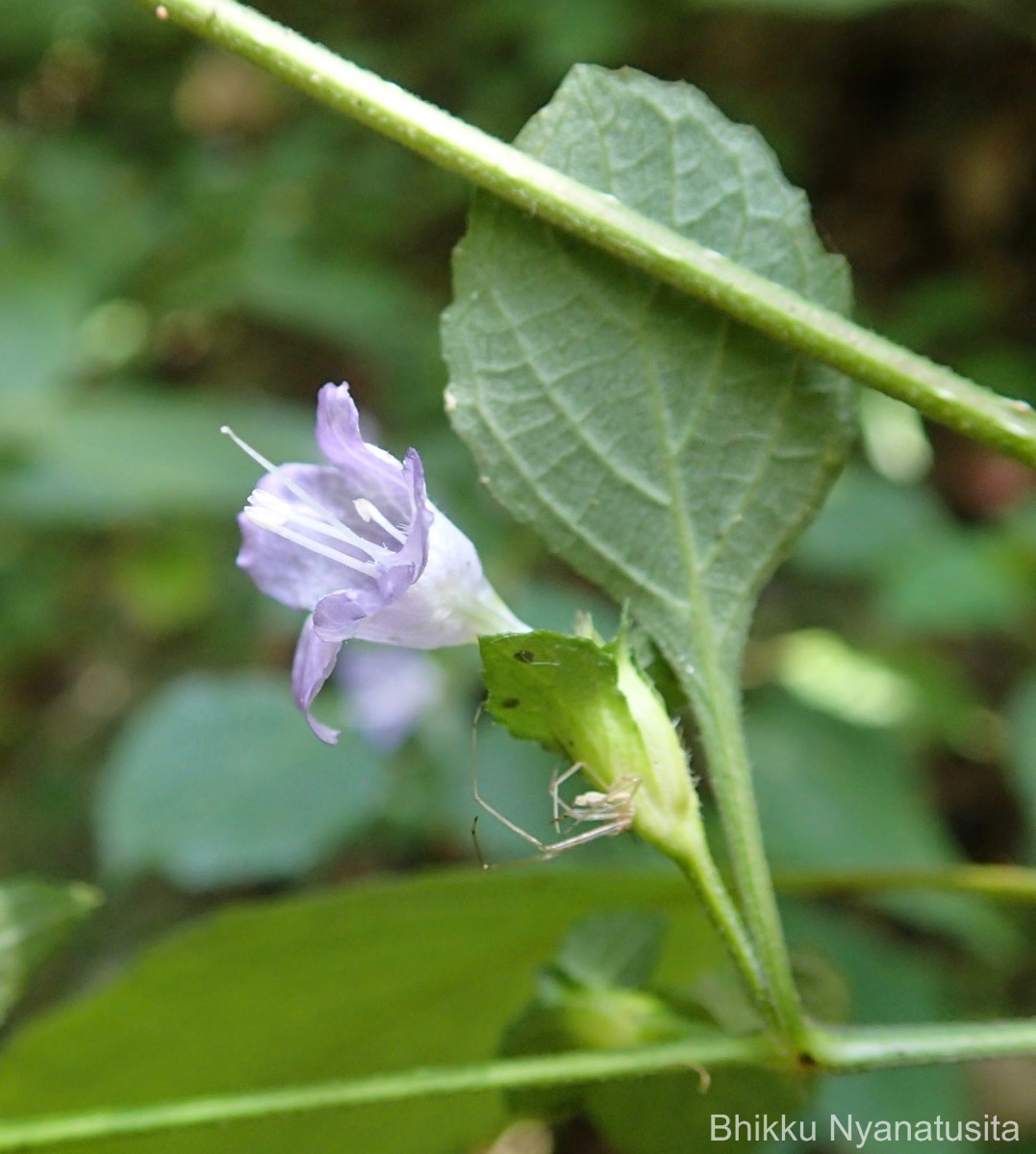 Strobilanthes adenophora Nees